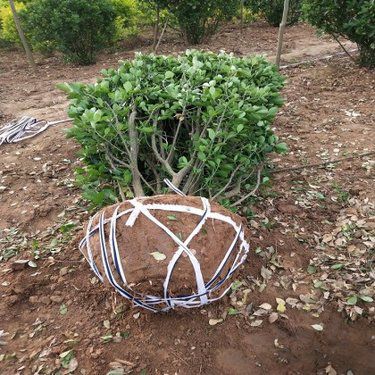 瓜子 干果家族中的特殊成員